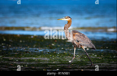 September 2018: ein Great Blue Heron entlang der Küste von Spencer Spit, Lopez Island, Washington. Stockfoto