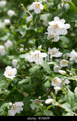 Cornus alba 'Sibirica' Belle Etoile' Blumen. Mock Orange Blumen. Stockfoto