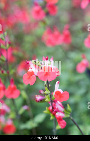 Salbei 'Hot Lips' Blumen. Stockfoto