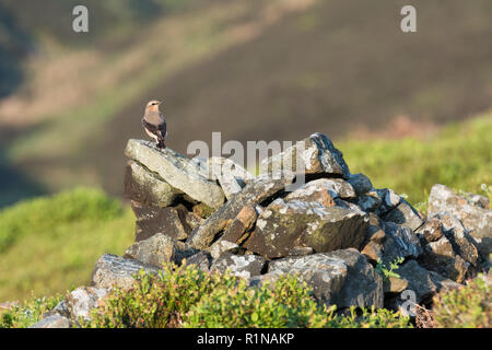 Männliche nördlichen Steinschmätzer (Oenanthe oenanthe) auf einem stonewall im Peak District, ENGLAND Stockfoto