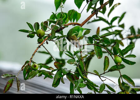 Ein weißer ist barbet essen Guajava-frucht sitzen auf einem Ast. Sie allgemein Essen reifen Früchten. Insekten und andere kleine Lebewesen sind aus dem Menü aus. Stockfoto