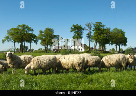 Schafe auf dem Deich am Canal de Eem und einem Bauernhaus im Hintergrund, die Niederlande Stockfoto