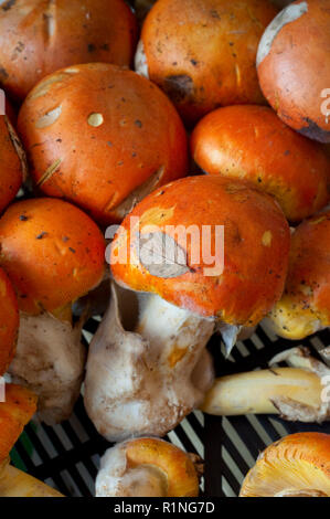 Italien, Pilz, Markt, junge amanita Caesars Stockfoto