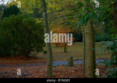 Belleisle Park, Ayr, Schottland im Herbst Farben Stockfoto