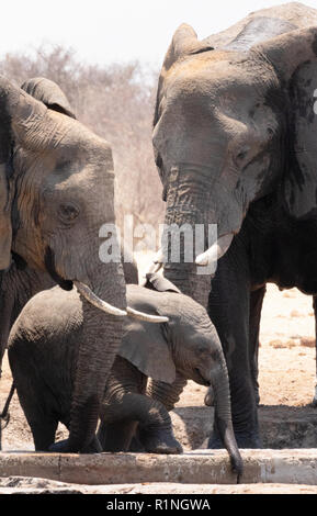Afrikanischer Elefant, Familien- und Baby Elefant (Loxodonta Africana), Namibias Tierwelt im Etosha National Park, Namibia, Afrika Stockfoto