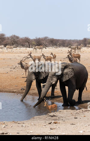 Afrikanische Tierwelt, Afrika - Elefanten, Kudus, Zebras und Impalas - Vielfalt der wilden Tiere an einem Wasserloch, Etosha National Park, Namibia, Afrika Stockfoto