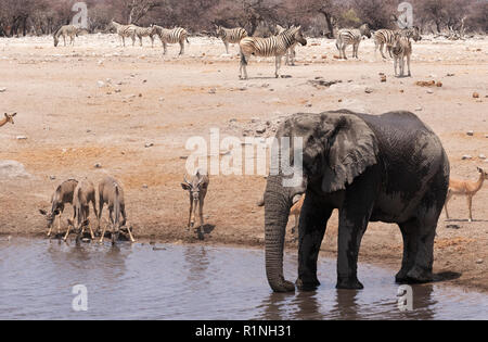 Afrika Wildlife, Afrika reisen; - Elefanten, Kudus Zebras und Impalas - Vielfalt der wilden Tiere an einem Wasserloch, Etosha National Park, Namibia, Afrika - Stockfoto