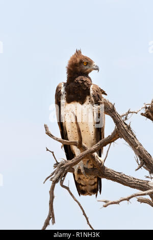 Martial Eagle (Polemaetus bellicosus) in einem Baum gehockt, Etosha National Park, Namibia, Afrika Stockfoto