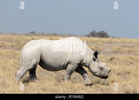 Weiße Nashörner (Rhinocerotidae) Namibia); Enthornt für Erhaltung, Seitenansicht, einem Erwachsenen gehen in Etosha National Park, Namibia, Afrika Stockfoto