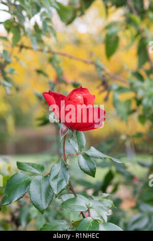 Rosa "Heiße Schokolade"/Wekpaltlez. Floribunda rose. Großbritannien Stockfoto