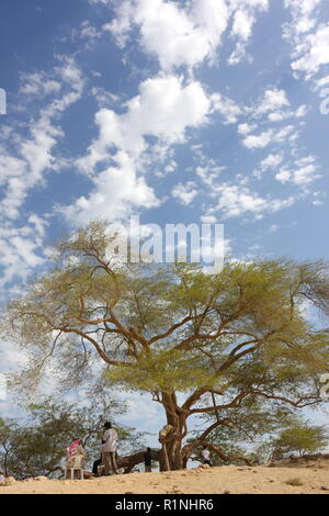 Baum des Lebens (Prosopis Zinerarie), Königreich Bahrain Stockfoto