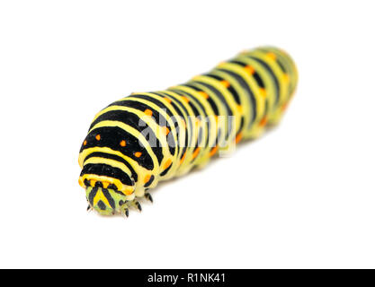 Gelb Schwarz swallowtail Caterpillar auf weißem Hintergrund Stockfoto