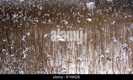 Getrocknete trockenes Gras unter dem Schnee am Ufer eines gefrorenen Bergsee. Stockfoto