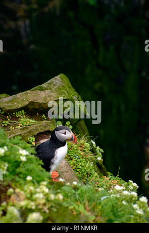 Common/Papageitaucher (Fratercula arctica) bei seabird Cliff Látrabjarg in den Westfjorden Islands - die größte nistenden Seevögel Klippe in Europa Stockfoto