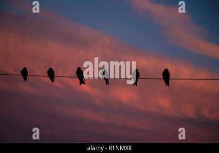 Silhouetten von Purple Martin Vögel auf einem Draht in der Nähe von Martin House mit sunrise Himmel, Lancaster County, Pennsylvania, USA, PA, USA, Amish Country Stockfoto