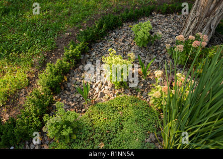Steine und dekorative Sträucher in Landscape design Stockfoto