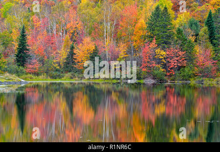 Herbst Farbe in einer Birke, Espe, Ahorn mixed hardwood Wäldern im Vermilion Fluss, grössere Sudbury Walden, Ontario, Kanada wider