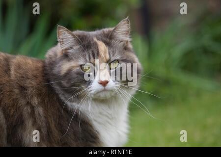 Cat Dusky Flauschige Stockfoto