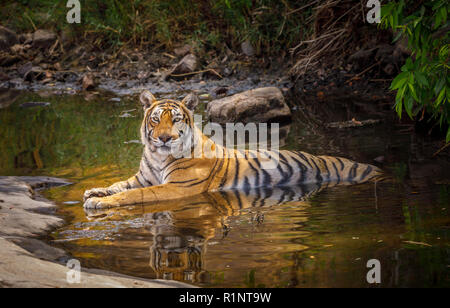 Alert weiblich (tigerin) Bengal Tiger (Panthera tigris) zur Abkühlung in Wasser mit Reflexion, Ranthambore Nationalpark, Rajasthan, Nordindien Stockfoto