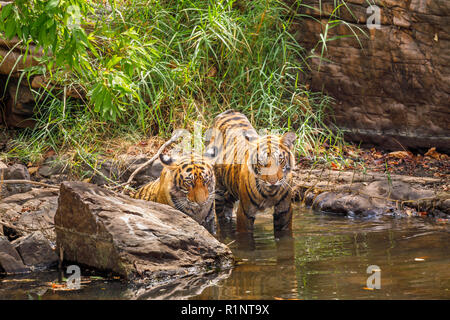 Zwei Bengal Tiger (Panthera tigris) Jungen im Wasser stehend, Blickkontakt mit der Kamera, Ranthambore Nationalpark, Rajasthan, Nordindien Stockfoto