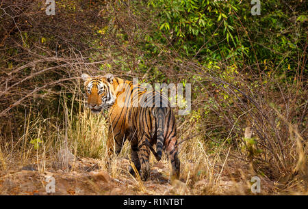 Alert erwachsenen männlichen Bengal Tiger (Panthera tigris) im Unterholz auf der Suche zurück vor die Kamera, Ranthambore Nationalpark, Rajasthan, Nordindien Stockfoto