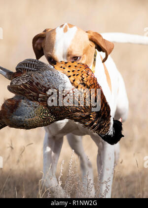 Eine englische Zeiger mit einem Hahn Fasan in South Dakota Stockfoto