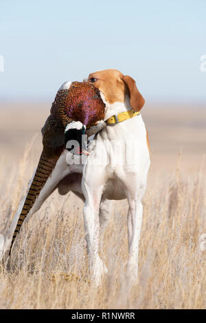 Eine englische Zeiger mit einem Hahn Fasan in South Dakota Stockfoto