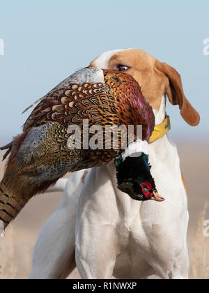 Eine englische Zeiger mit einem Hahn Fasan in South Dakota Stockfoto