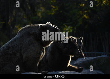 Madrid, Spanien. 13 Nov, 2018. Drei Braunbären Bild warten auf das Essen im Zoo Madrid. Credit: Jorge Sanz/Pacific Press/Alamy leben Nachrichten Stockfoto