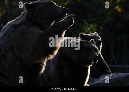 Madrid, Spanien. 13 Nov, 2018. Drei Braunbären Bild warten auf das Essen im Zoo Madrid. Credit: Jorge Sanz/Pacific Press/Alamy leben Nachrichten Stockfoto