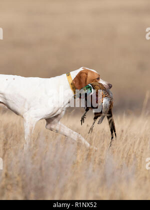 Eine englische Zeiger mit einem Hahn Fasan in South Dakota Stockfoto