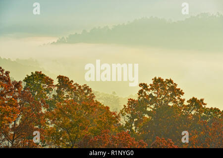 Bäume im Herbst und morgen Nebel im Tal, von der Foothills Parkway, Great Smoky Mountains National Park, Tennessee, USA Stockfoto