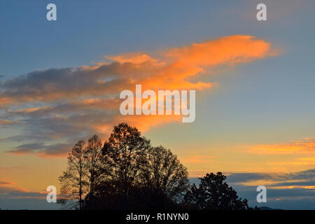 Tulip poplar Bäume und morgen Wolken am Foothills Parkway, Great Smoky Mountains National Park, Tennessee, USA Stockfoto