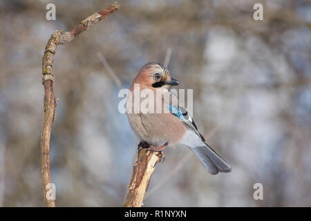 Eurasischen Eichelhäher (Garrulus glandarius) sitzt auf einem Ast eines Baumes in einem forest park und schlummert unter den Strahlen der Frühlingssonne. Stockfoto