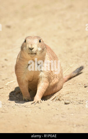 Wenig Prairie Dog auf der Suche nach Nahrung Stockfoto