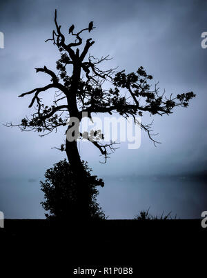 Krähen ruhen auf einem einsamen Baum von Loch Lomond in Schottland Stockfoto