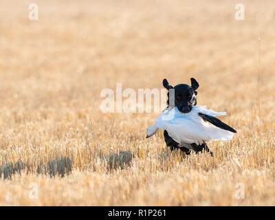 Ein schwarzes Labor mit einer Gans in North Dakota Stockfoto