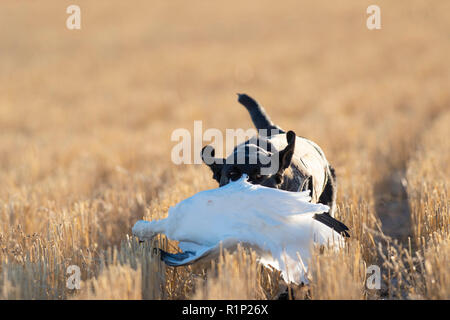 Ein schwarzes Labor mit einer Gans in North Dakota Stockfoto