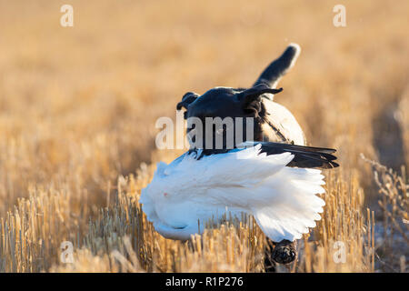 Ein schwarzes Labor mit einer Gans in North Dakota Stockfoto