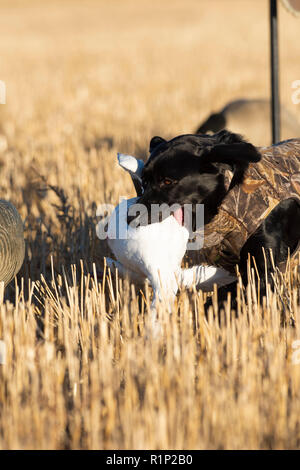 Ein schwarzes Labor mit einer Gans in North Dakota Stockfoto