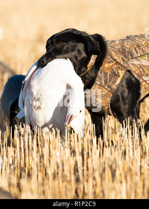 Ein schwarzes Labor mit einer Gans in North Dakota Stockfoto