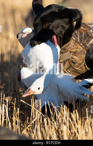 Ein schwarzes Labor mit einer Gans in North Dakota Stockfoto