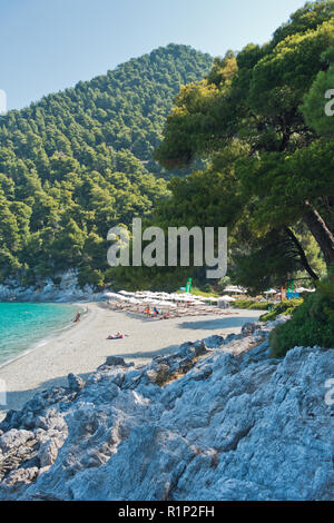 Felsen im Schatten der Pinien am Morgen, Kastani Mamma Mia Strand, Insel Skopelos, Griechenland Stockfoto