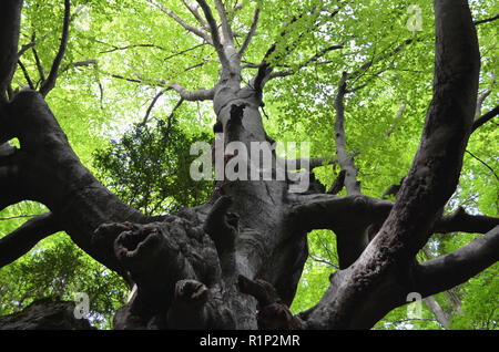 Die "Vater Buche" (Faig Pare), eine 250 Jahre alte Buche in die Fageda del Retaule Nature Reserve, Els Ports massiv (Tarragona, Katalonien) Stockfoto