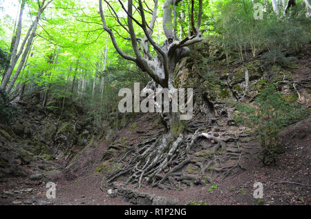 Die "Vater Buche" (Faig Pare), eine 250 Jahre alte Buche in die Fageda del Retaule Nature Reserve, Els Ports massiv (Tarragona, Katalonien) Stockfoto