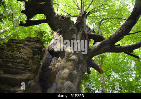 Die "Vater Buche" (Faig Pare), eine 250 Jahre alte Buche in die Fageda del Retaule Nature Reserve, Els Ports massiv (Tarragona, Katalonien) Stockfoto