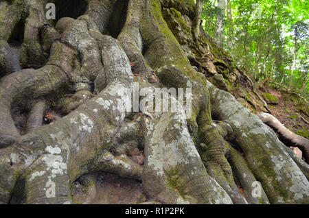 Die "Vater Buche" (Faig Pare), eine 250 Jahre alte Buche in die Fageda del Retaule Nature Reserve, Els Ports massiv (Tarragona, Katalonien) Stockfoto