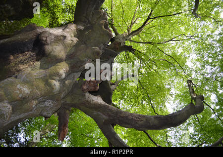 Die "Vater Buche" (Faig Pare), eine 250 Jahre alte Buche in die Fageda del Retaule Nature Reserve, Els Ports massiv (Tarragona, Katalonien) Stockfoto