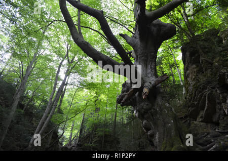 Die "Vater Buche" (Faig Pare), eine 250 Jahre alte Buche in die Fageda del Retaule Nature Reserve, Els Ports massiv (Tarragona, Katalonien) Stockfoto