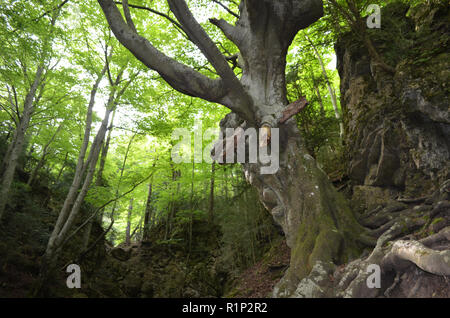 Die "Vater Buche" (Faig Pare), eine 250 Jahre alte Buche in die Fageda del Retaule Nature Reserve, Els Ports massiv (Tarragona, Katalonien) Stockfoto